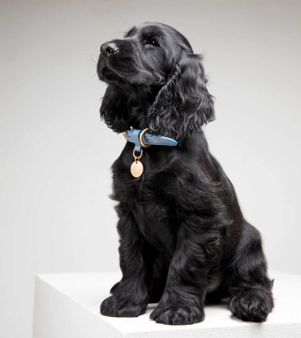 Real Nappa Leather Collar - Dusty blue - Image 7