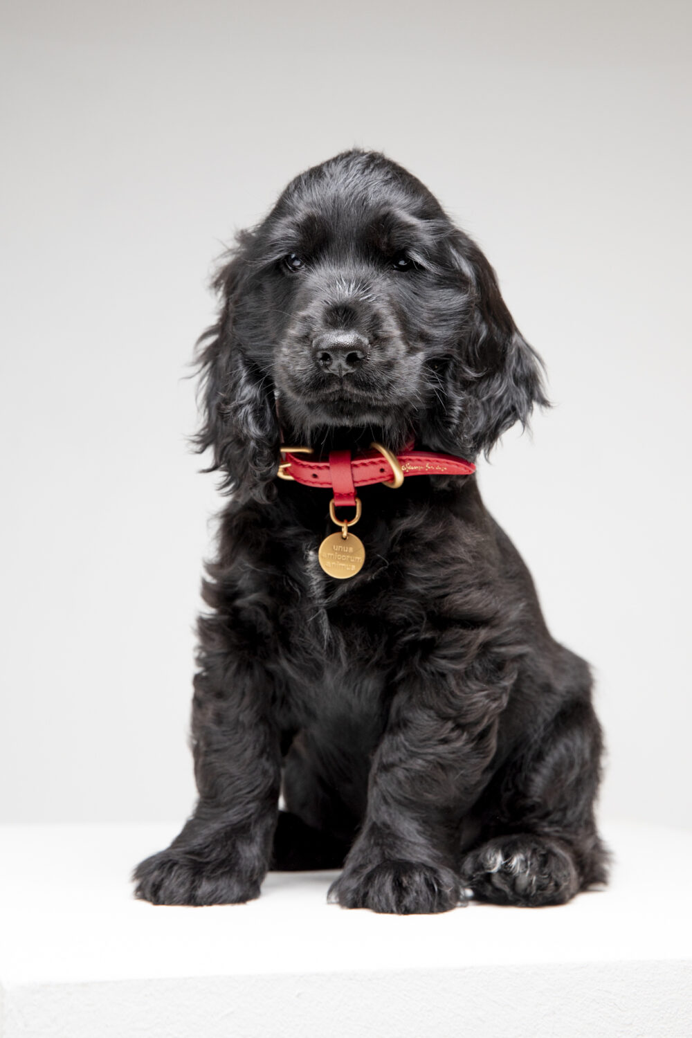 Real Nappa Leather Collar - Cheeky red - Image 5