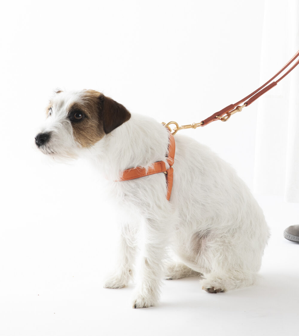 Nappa Leather Harness - Orange - Image 5