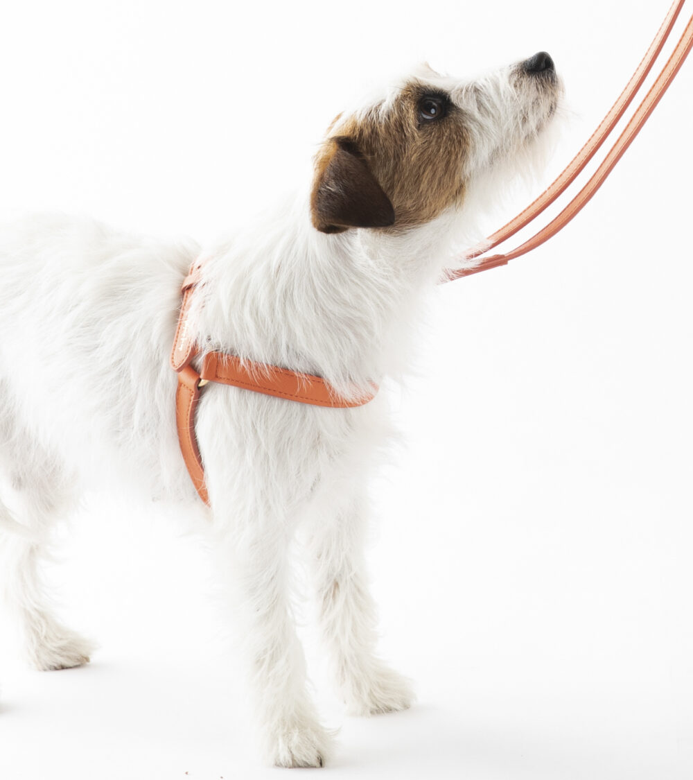 Nappa Leather Harness - Orange - Image 6