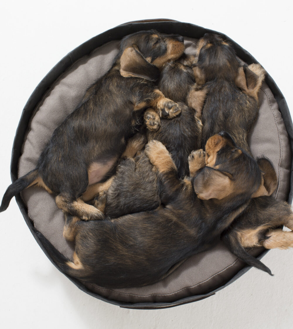 Paper Pet Cushion - Black - Image 6