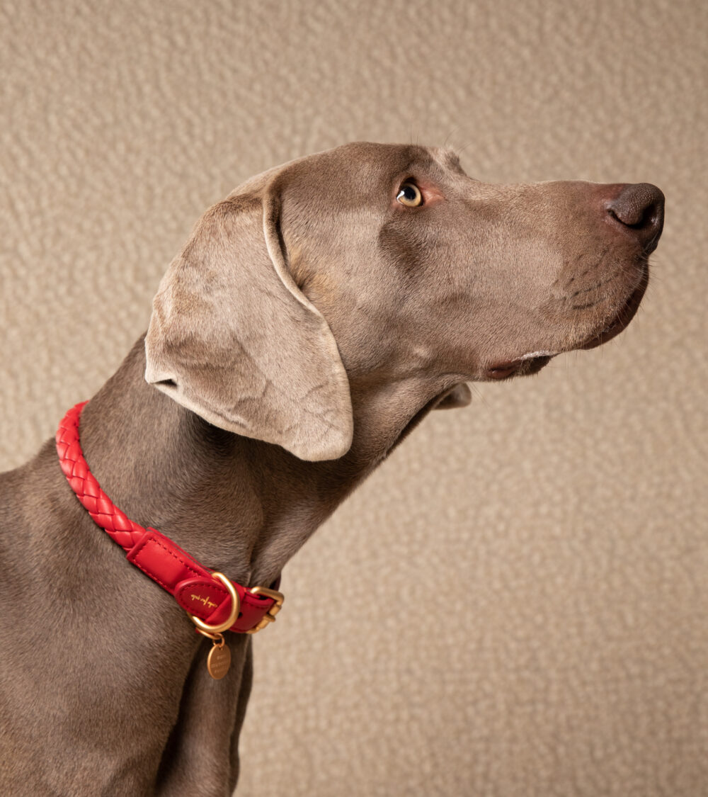 Real Nappa Leather Collar - Cheeky red - Image 8