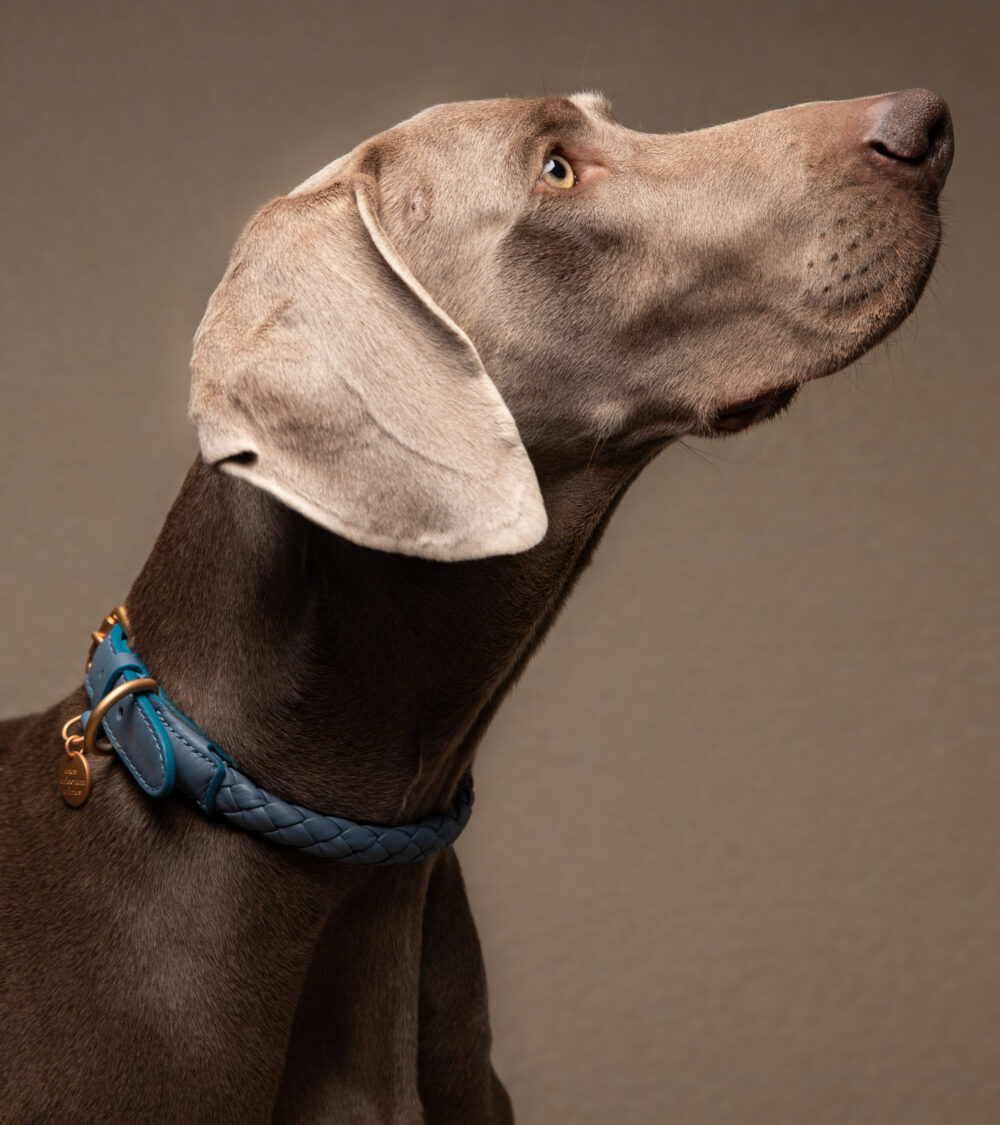 Real Nappa Leather Collar - Dusty blue - Image 5