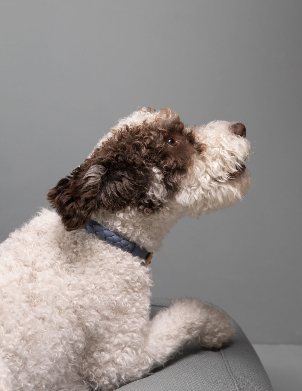 Real Nappa Leather Collar - Dusty blue - Image 8