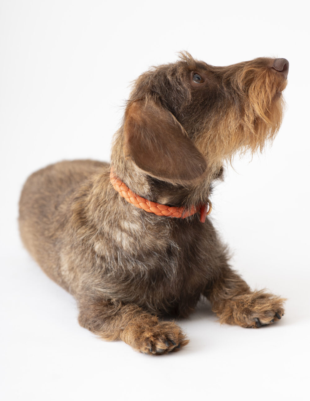 Real Nappa Leather Collar - Tangerine orange - Image 6