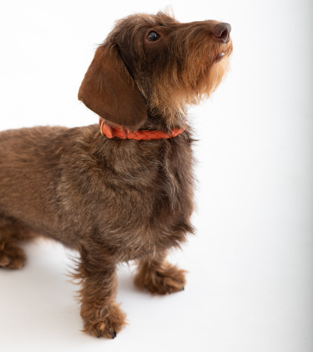 Real Nappa Leather Collar - Tangerine orange - Image 5