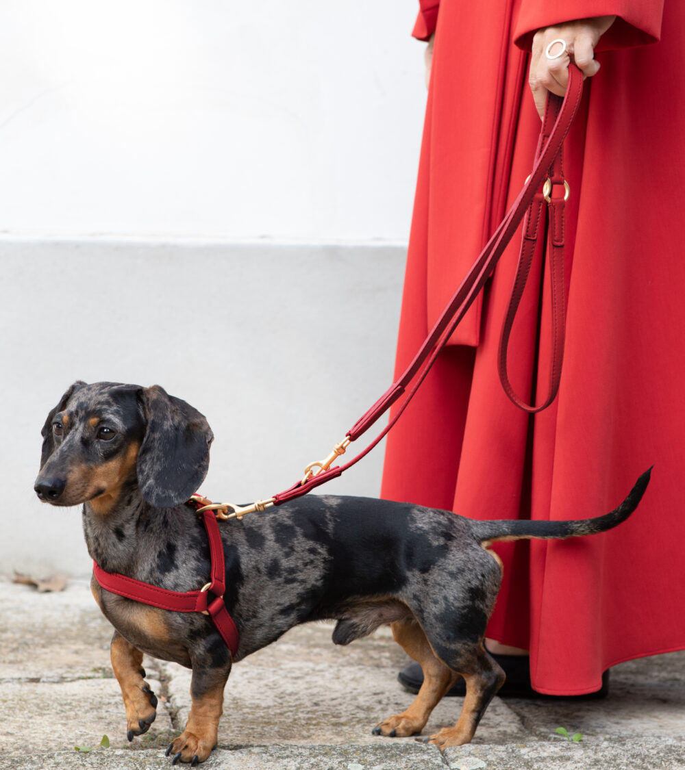 Nappa Leather Training Leash - Cheeky red - Image 4